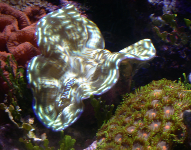 Aquariuam Lights