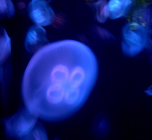 Aquariuam Lights 2