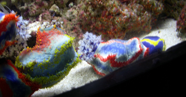 Sea Apple