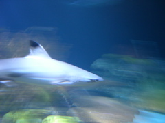 Chicago Shark