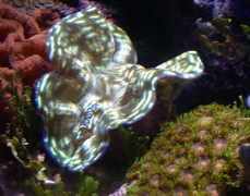 Aquariuam Lights