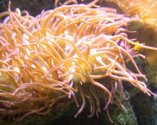 Anemonie