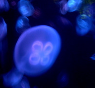 Aquariuam Lights 2